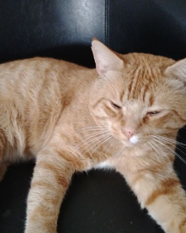 Cute orange cat named caramel