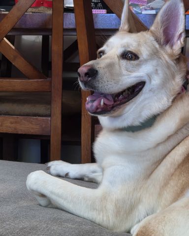 Cute Labsky named Bella