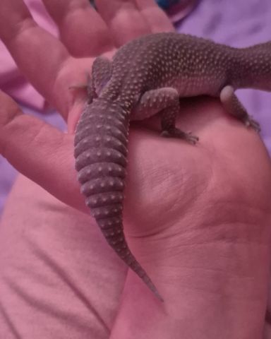 Cute blizzard lepord gecko named crystal