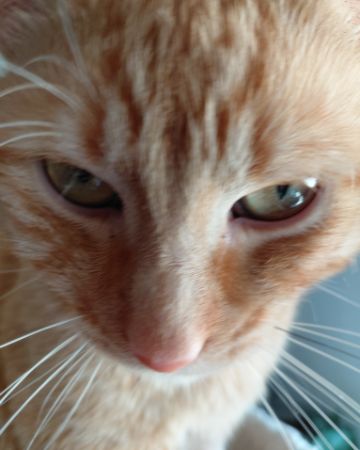 Cute Orange tabby named Phenyx