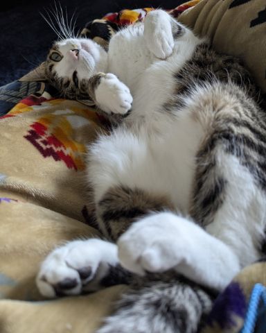 Cute Piebald Shorthair named Kima