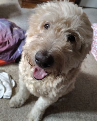 Cute Golden doodle named Sammy