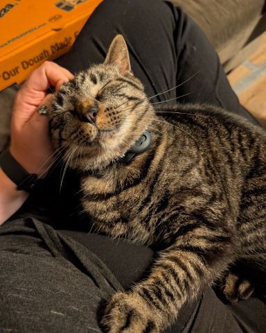 Cute Black Tiger named Scooter