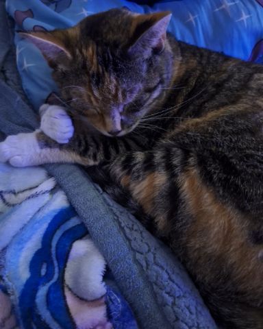 Cute calico named Tiana
