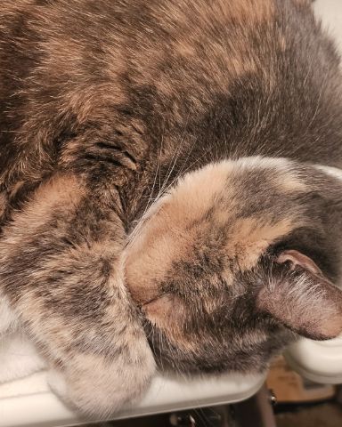 Cute calico cat named Smokey Topaz