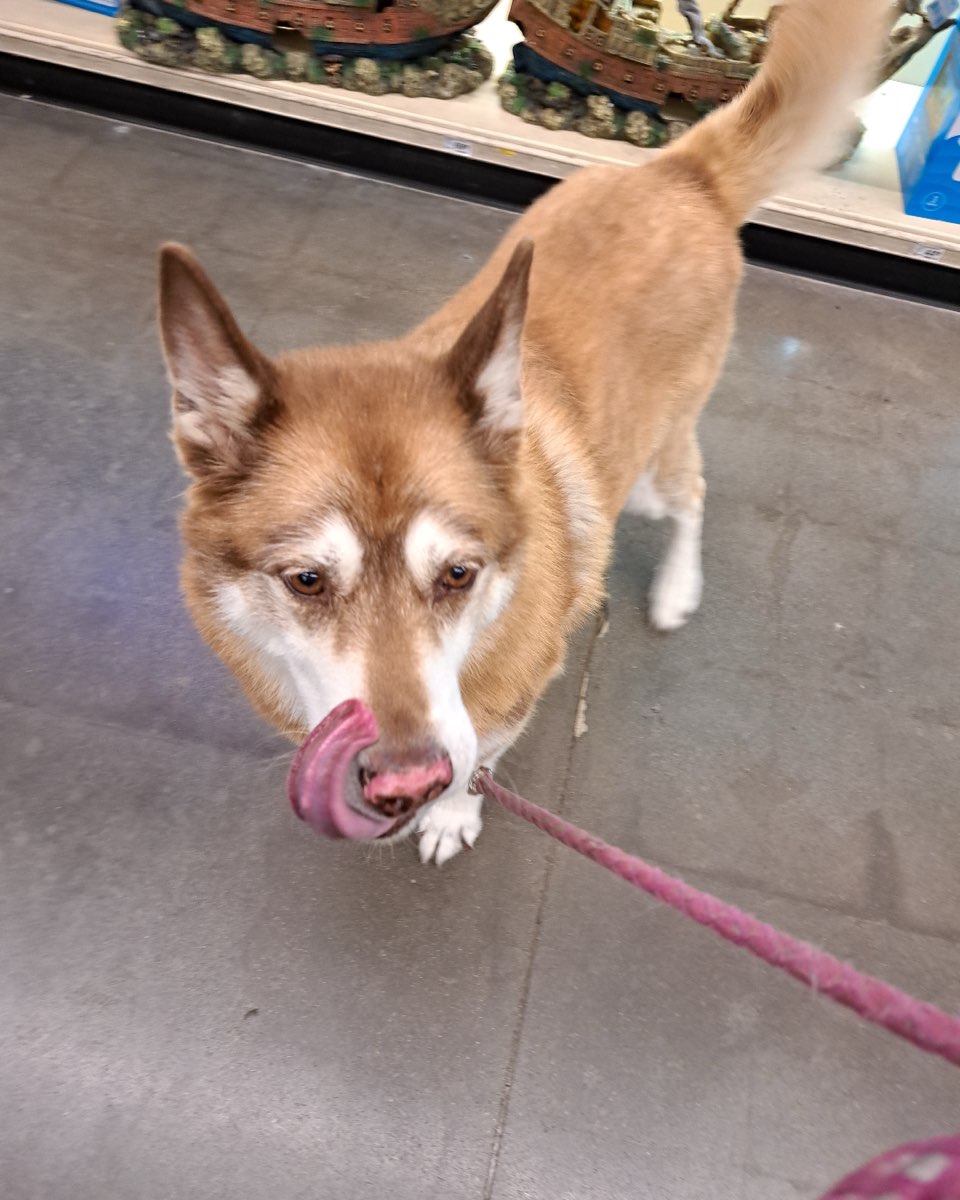 Cute Siberian Husky named Nala