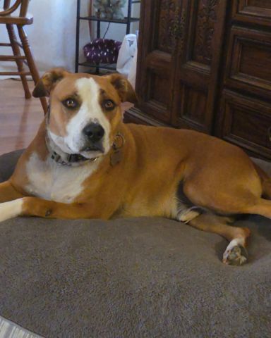 Cute dog named Max
