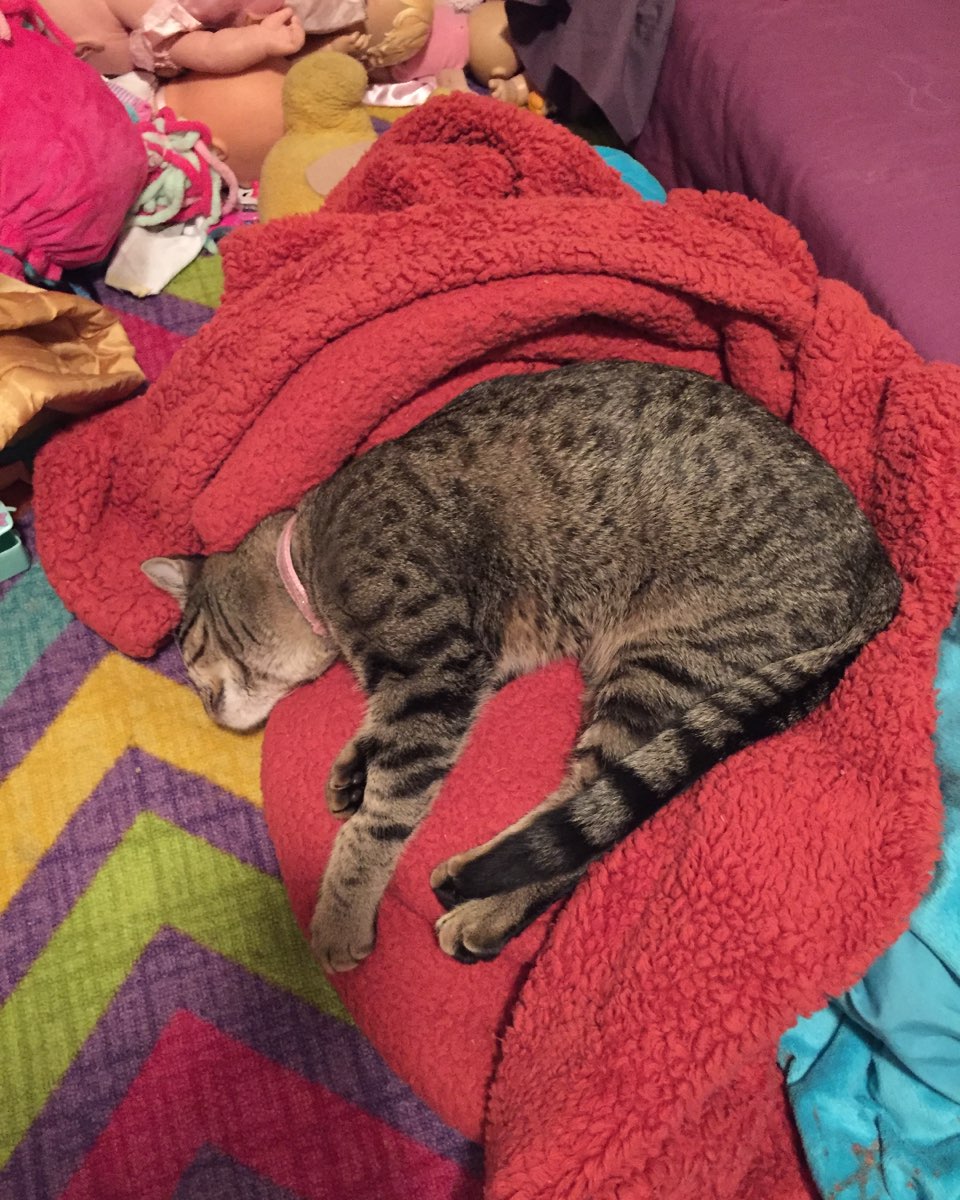 Cute cat named ReyRey