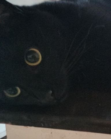 Cute American shorthair named Shadowheart