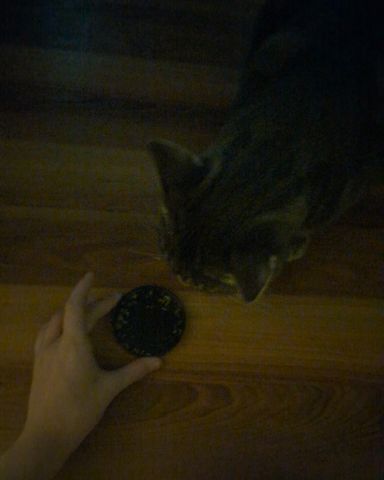 Cute cat named Max
