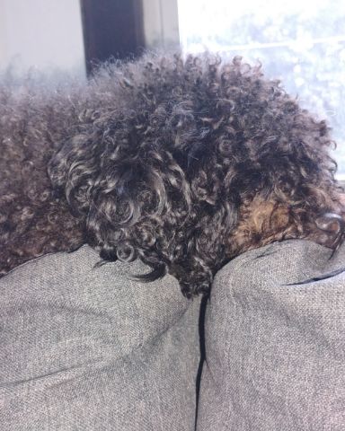 Cute black poodle named Brownie