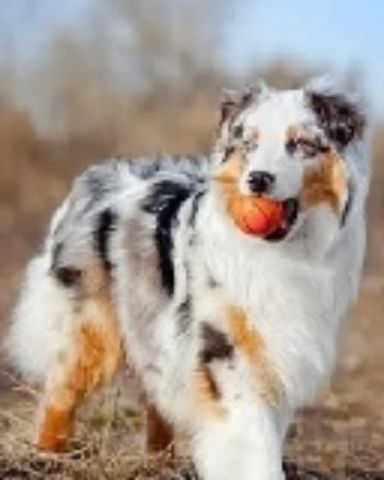 Cute dog named shelter Dogs