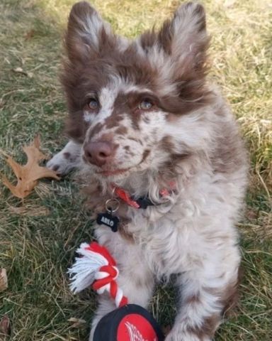 Cute . named funny dogs
