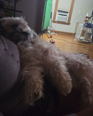 Cute Shih Tzu named koko