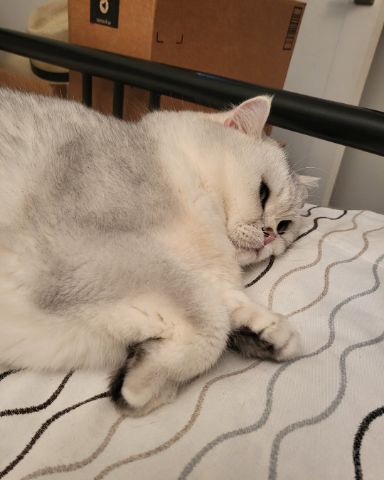 Cute British shorthair named Bubble