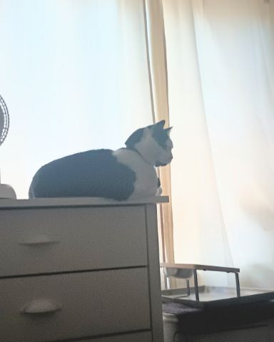 Cute cat named Zeke