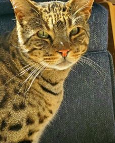 Cute Savannah Cat named Thor ⚡️💪🏽