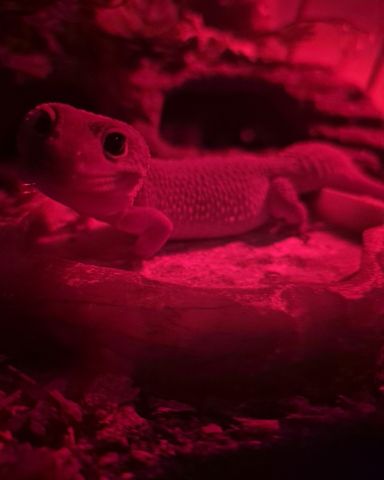 Cute blizzard lepord gecko named crystal