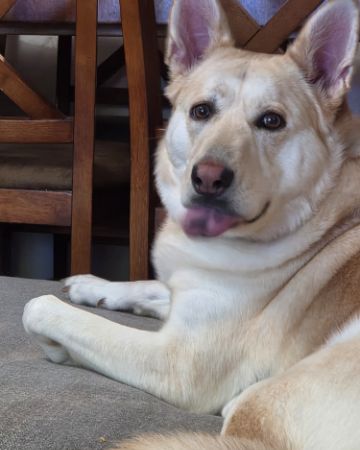 Cute Labsky named Bella