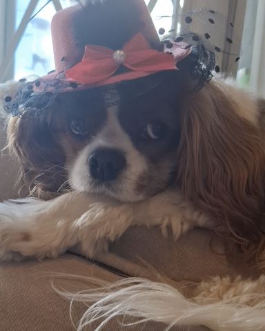 Cute Cavalier King Charles Spaniel named Arya