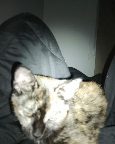 Cute cat named pupun