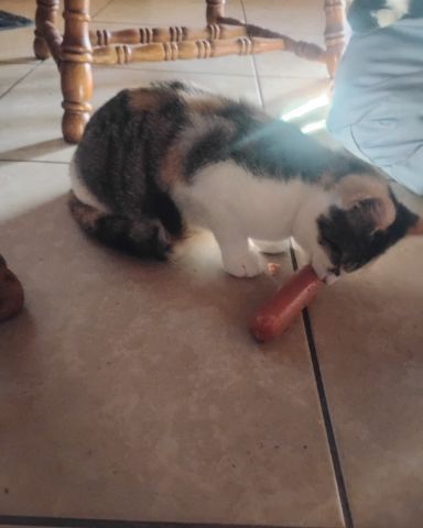 Cute cat named Kiki