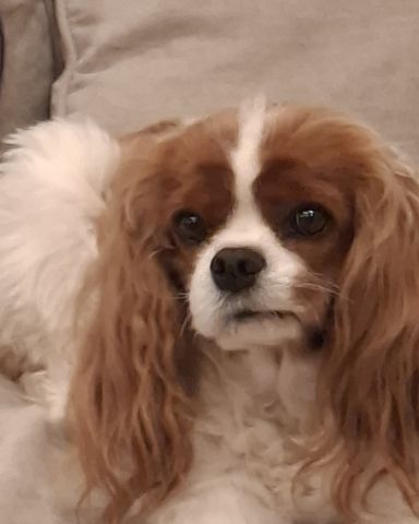 Cute Cavalier King Charles Spaniel named Arya