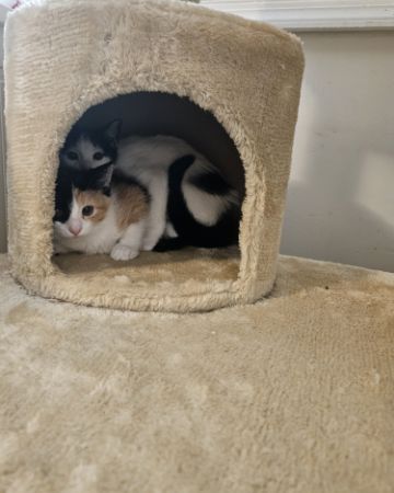 Cute cat named Miles & Blaze