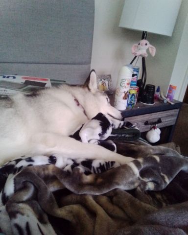 Cute husky named Athena