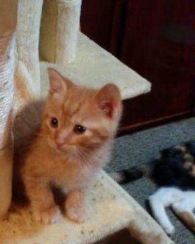 Cute tabby named Tiger