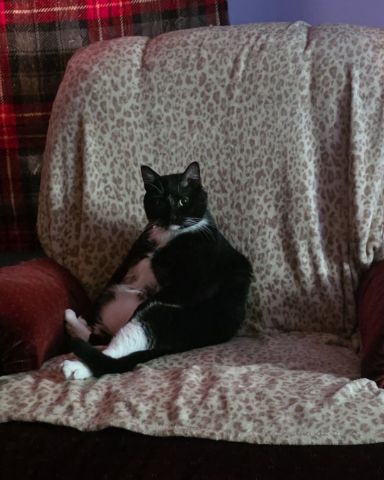 Cute Tuxedo cat named Mr.Pickles