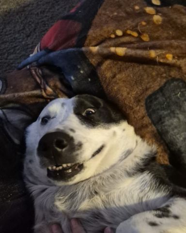 Cute border collie/lab named stevie
