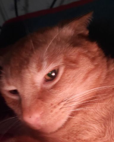Cute ginger and tabby mix named sugar