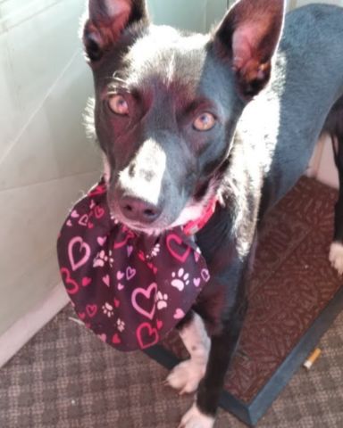 Cute dog named echo