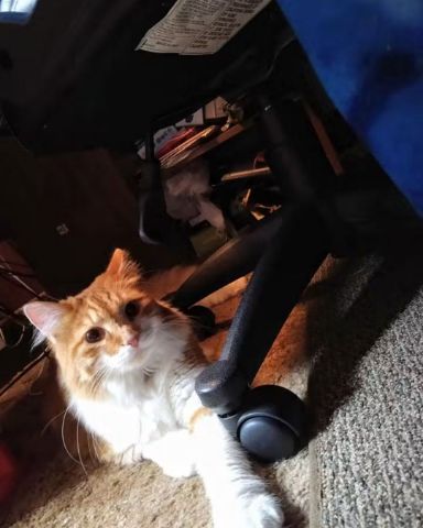Cute cat named Lucky