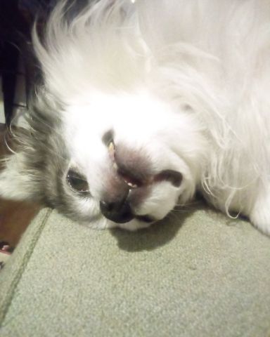 Cute Long Hair Chihuahua named Patches