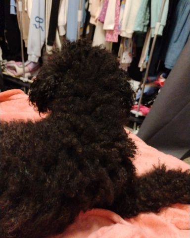 Cute black poodle named Brownie