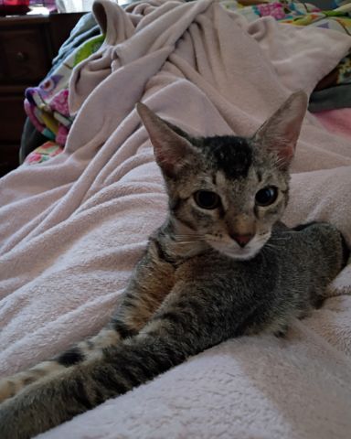 Cute Tabby named Biscuit