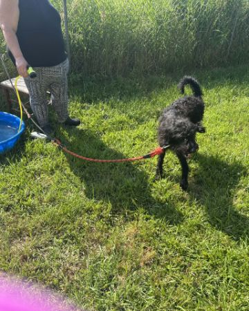 Cute Airdale/Wire-haired Pointer Griffin named Bellatrix