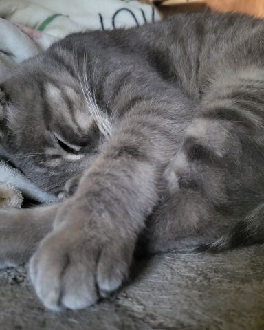 Cute Tabby named Jack
