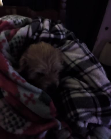 Cute dog named dexter