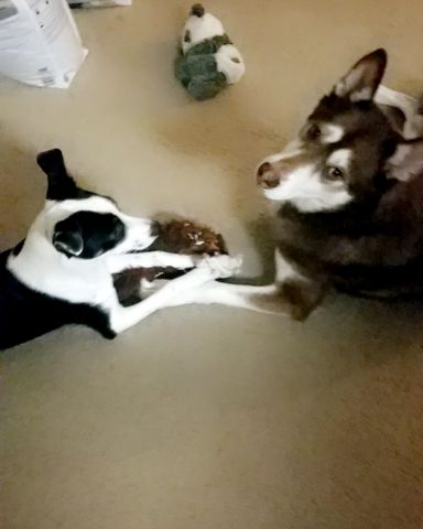 Cute Siberian Husky named Nala
