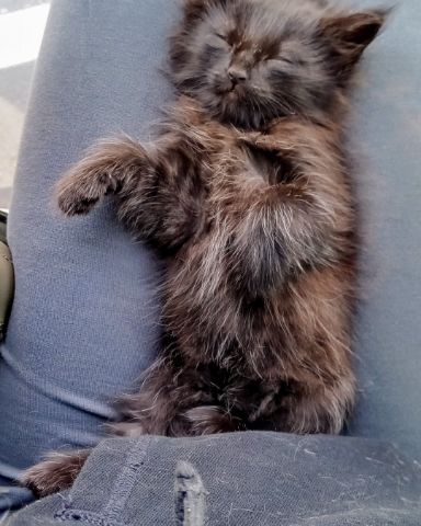 Cute Bombay named Cleopatra