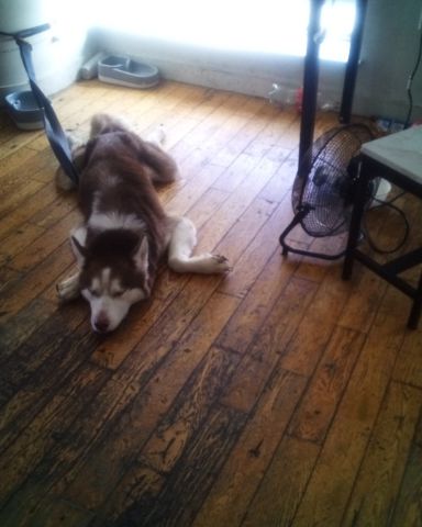 Cute husky named Tobias reaper