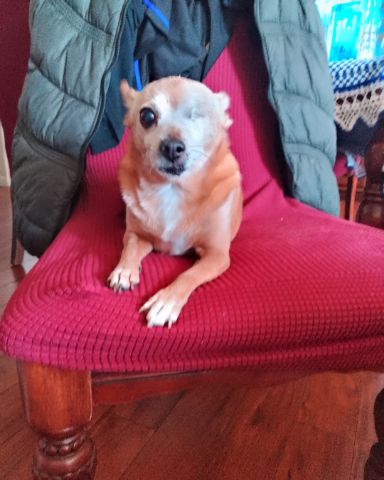 Cute Chihuahua named Taco