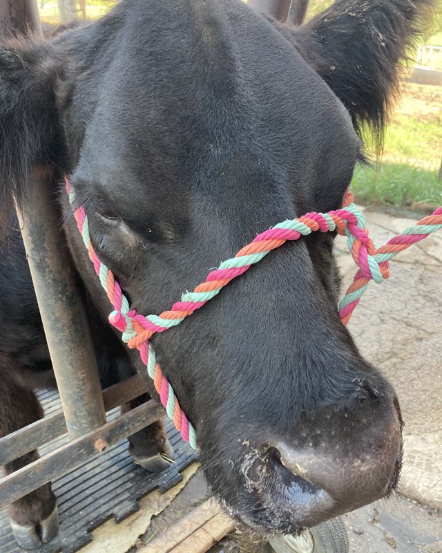 Cute other named Blueberry