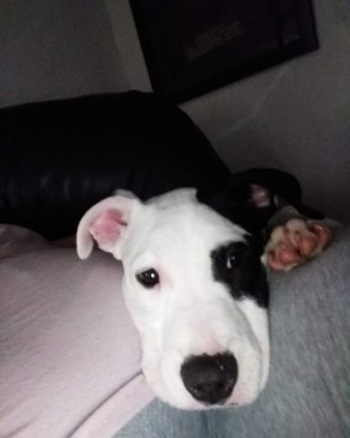 Cute pit mix named Apollo