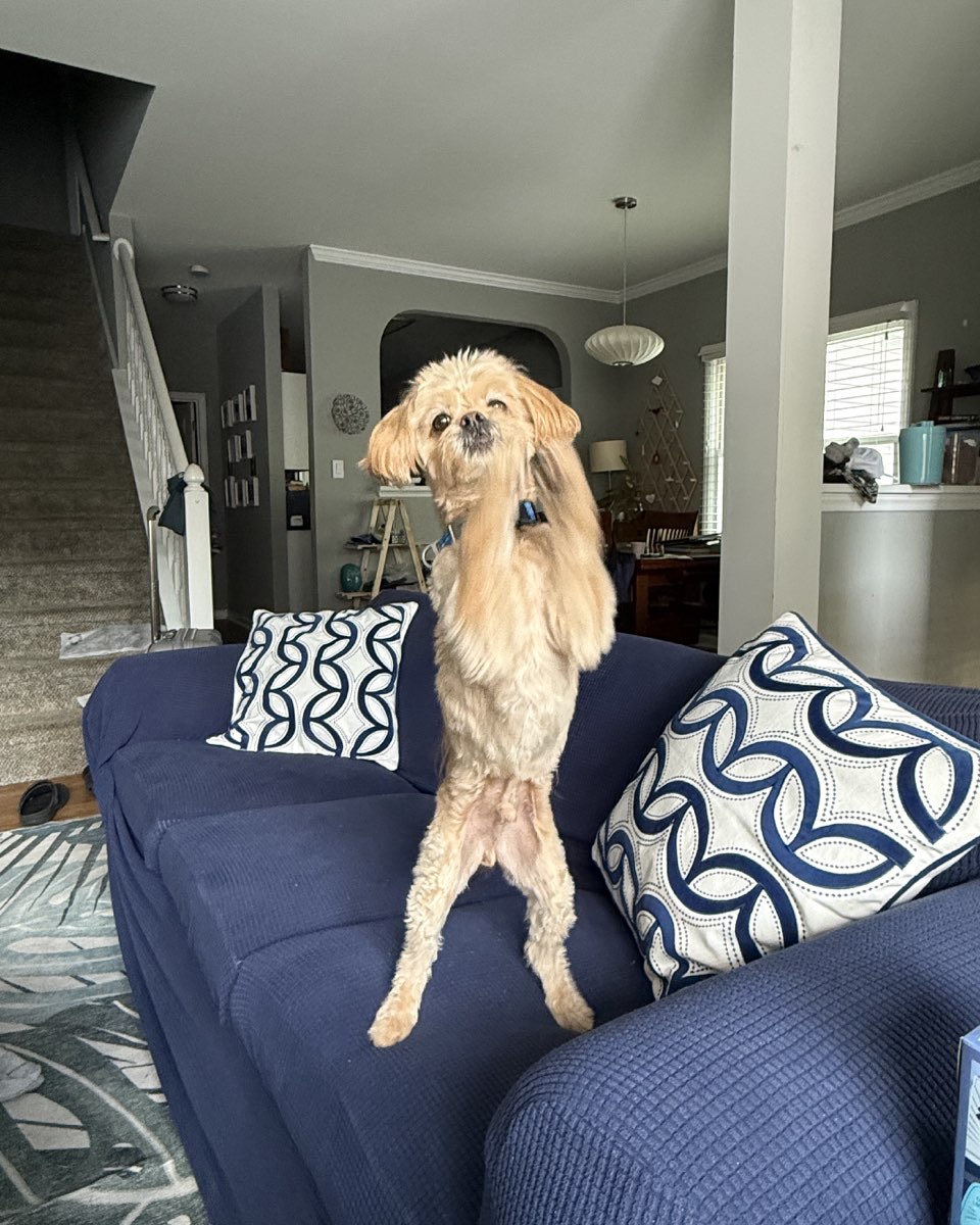 Cute Peekapoo named Chewie