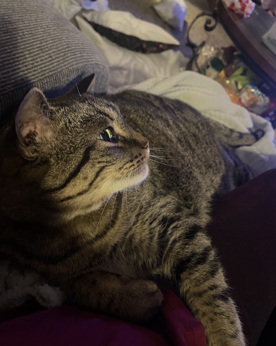 Cute cat named ReyRey