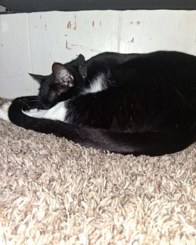 Cute Tuxedo named Angel